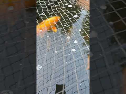 evening with the koi #koipond #koi #koicommunity 