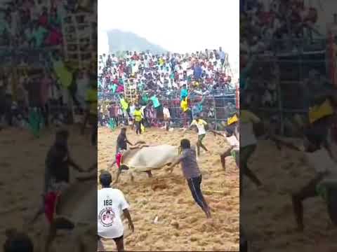 Attur #jallikattu #jallikattu_images #jallikattu2025 #jallikattusong #tamil