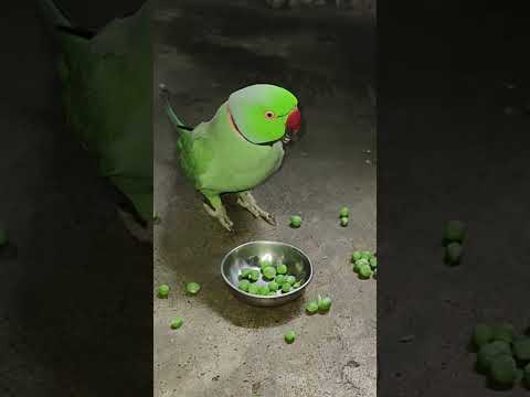 talking parrot 🦜 mithu 💚🦜 #talkingparot #petbird #funny #nonstoptalkingparrot #talkingparrot #reels
