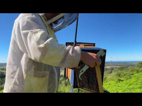 Flow Classic Harvest �
