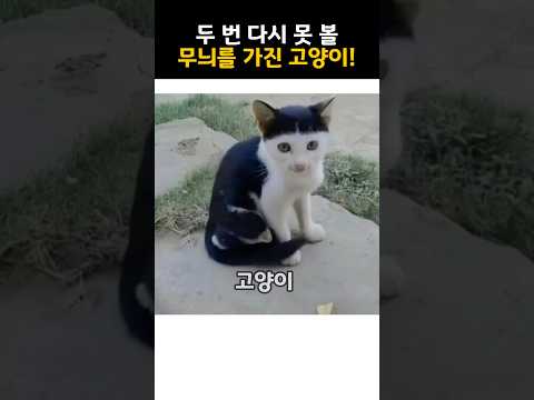 두 번 다시 못 볼 무늬를 가진 고양이 노래