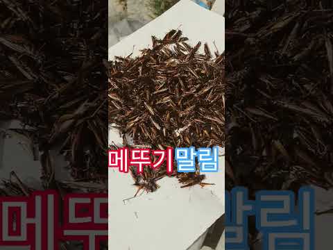 <strong>메뚜기</strong> 말림