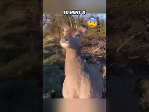 An unbelievable moment - Watch a deer choose the hunter as its safe haven! ☺️ #viralvideo #shorts