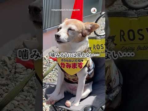【看板犬】こう見えて噛みますよ|PECO