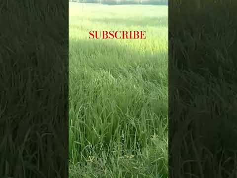 #farming #farmer #farmingstatus #kisan