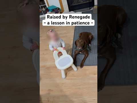 The patience. The hope. The restraint. 🍕🐶 #gooddog #dogandbaby #labrador