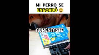 Mi perro tiene que hacer dieta 🐶