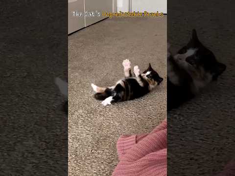 The Cat's Unpredictable Pranks