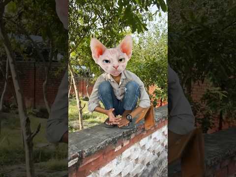 Cat ne wallet kese le leya 😤#comedy #shorts #funny #youtubeshorts #shortsfeed #cat