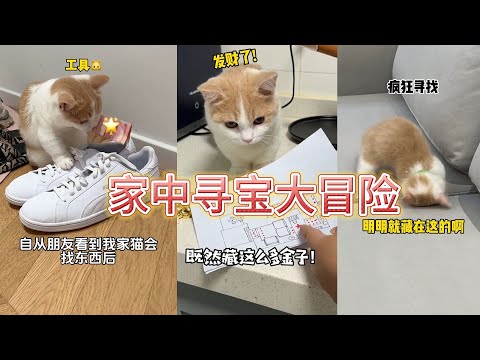 萌猫侦探出动,小猫的家中寻宝大冒险