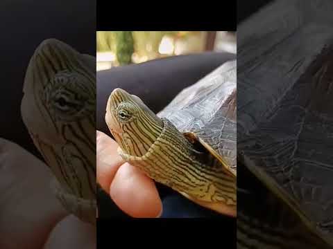 drôle de tortue ! 🤣