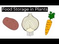 Plant Modifications and Structures