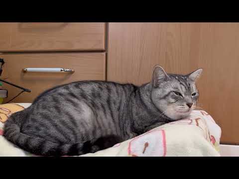 眠くなってうにゃうにゃ喋ってる猫#眠い猫#寝ぐずり猫#保護猫