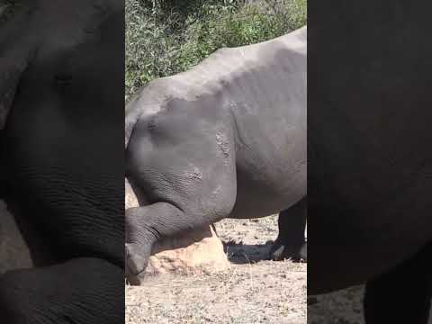 Rhino Scratching An Itch