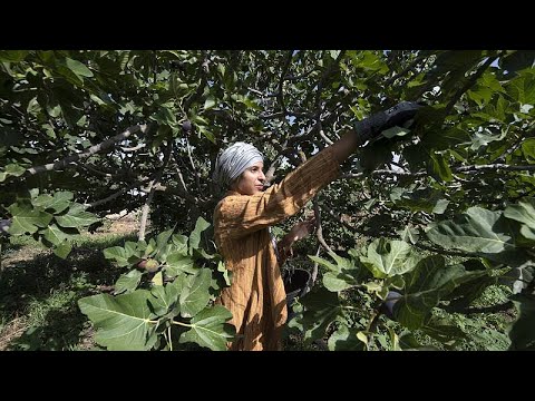 شاهد: زراعة أشجار التين في تونس تواجه شحّ المياه بنظام زراعي فريد