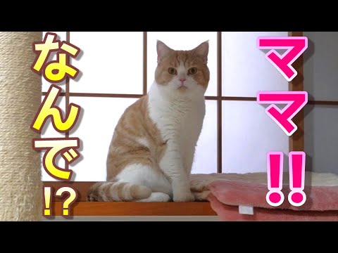 お気に入りのクッションが移動していたことを目で訴える猫【スコティッシュフォールド】【アビシニアン】