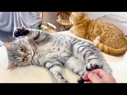 猫の動画サムネイル - 2大アマゾネスとは極力関わらないようにしてる茶々くん。