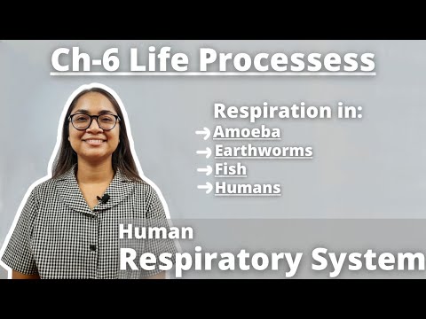 Ch-6 ‘Respiration’ Life Processess L2|| REVISION🔥|| Term-1 Exams || Class-10 Science Ch-6