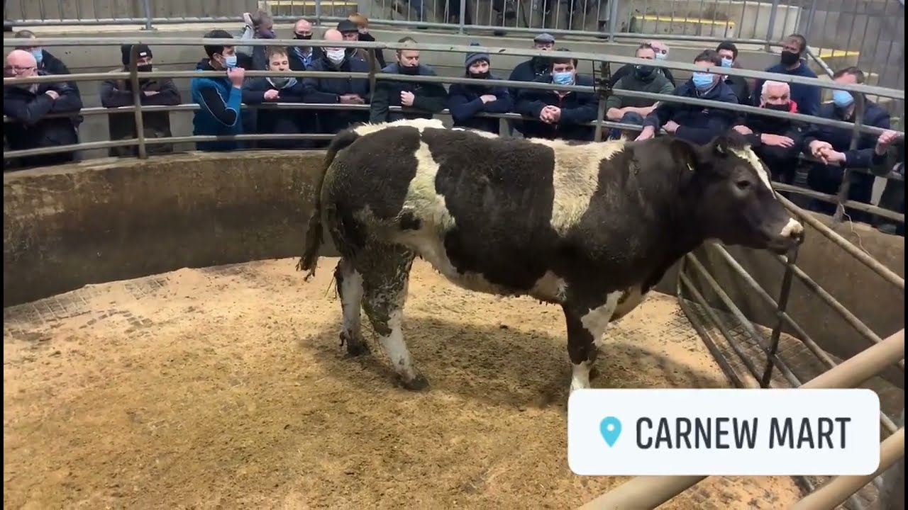 Bullock hits €3,000 at Carnew Mart Fatstock Show and Sale