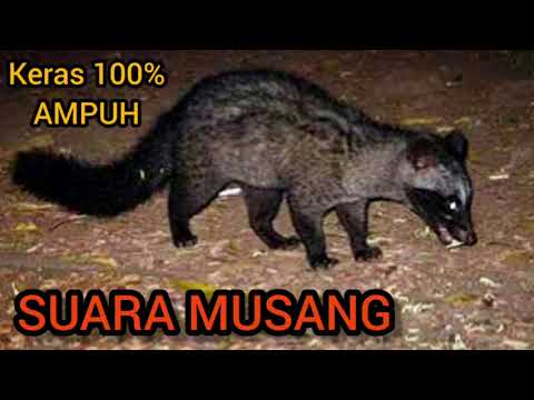 SUARA MUSANG || Cocok untuk pikat
