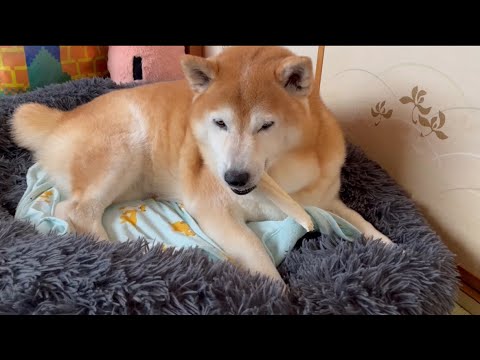 柴犬福 女3世代にホネを自慢する柴犬🤣Shiba-Eat🤣 サムネイル