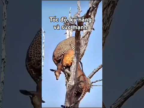 Báo đốm trình diễn kỹ năng