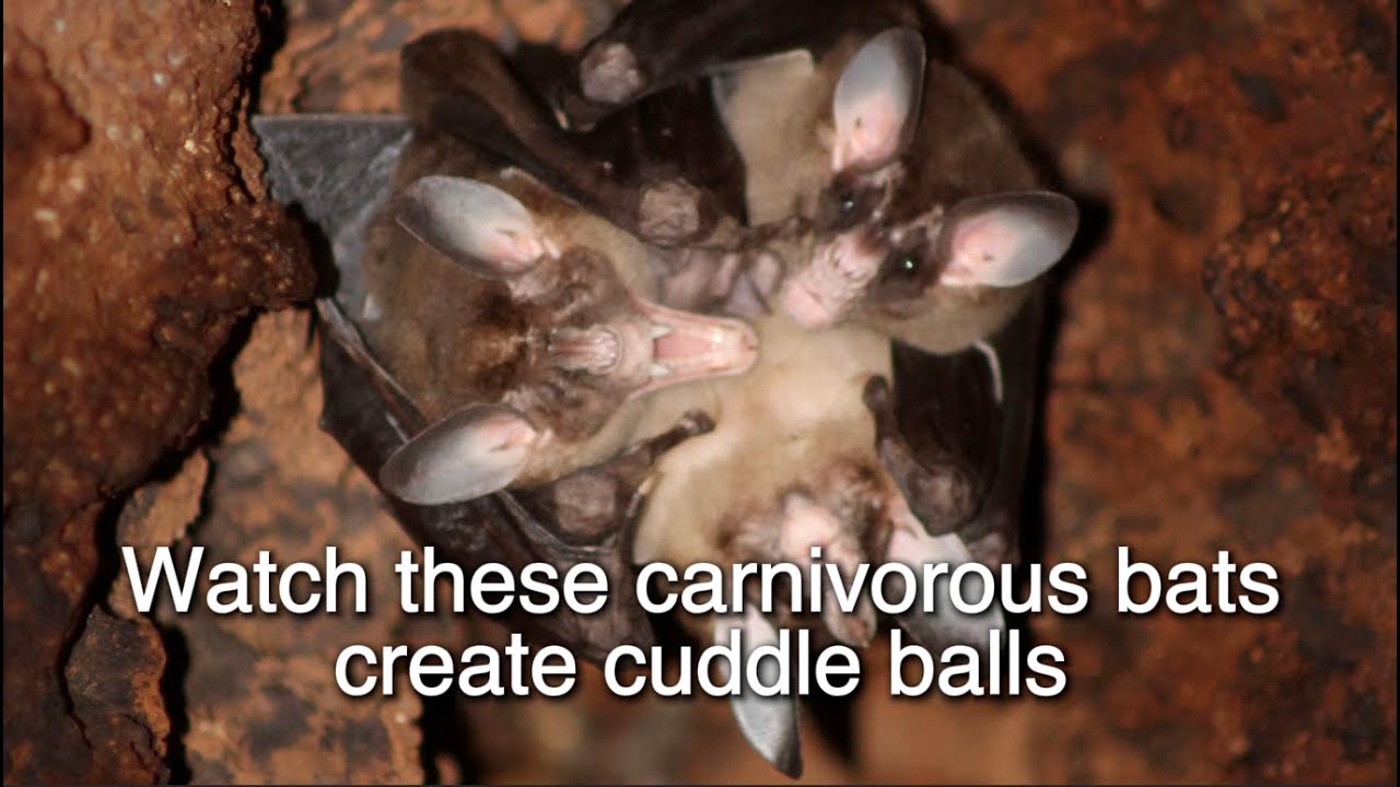 Watch these carnivorous bats create cuddle balls | Science News