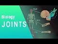 Exploring the Structure and Types of Joints
