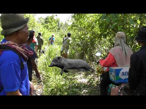 Tak Disangka Babi Hutan Datang Mendadak dan Nyaris Ada Korban di Buruan Kanduang Ateh Jalan