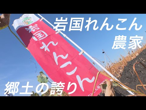 知っちょるカンパニー「岩国れんこん農家」
