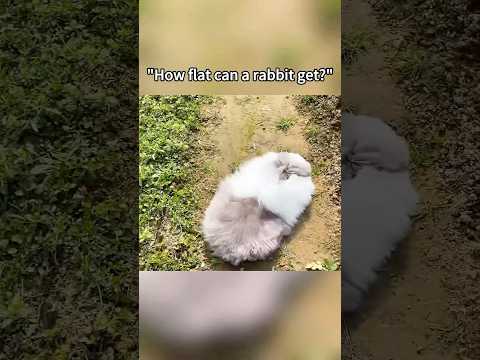 How flat can a rabbit be? #funny #funnypetclub #funnycats #cats #instapets