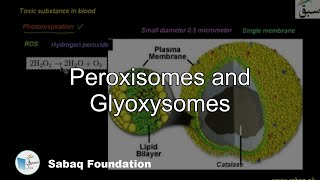 Peroxisomes and Glyoxysomes