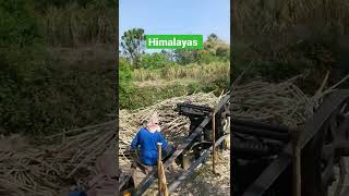 Village Life in Himachal #shorts