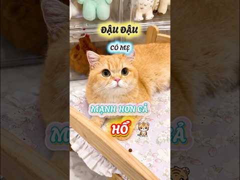 Đậu Đậu có mẹ mạnh hơn cả hổ luôn #viral #viralreels #viralshorts #viralshort