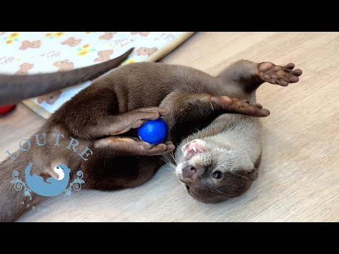 Otter, Still A Child, Unable To Juggle Well