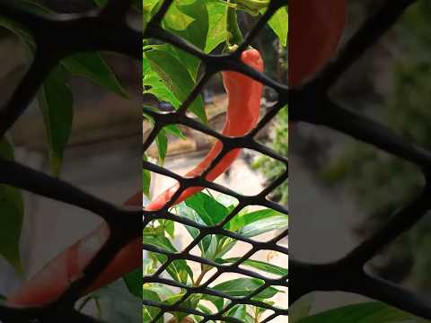 😱😱Giant Chili🌶️is Angry❤️#shorts#ytshorts#youtubeshorts#viral#reels#shortsfeed#explore#trending#song