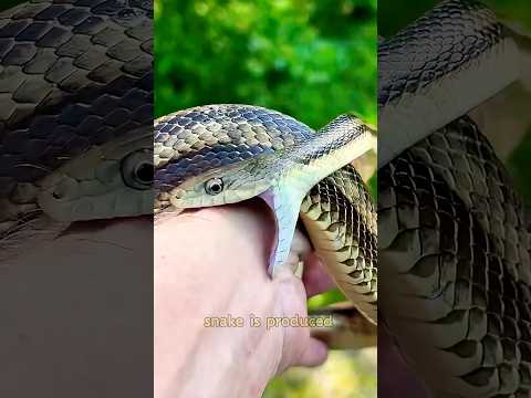 The Surprising Way Antivenom Is Made From Horses!