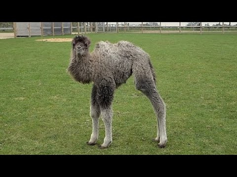 Η καμηλοπούλα Σοφία γεννιέται στο Whipsnade, ενισχύοντας τις προσπάθειες διατήρησης