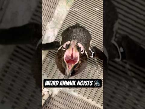 8 Weird Animal Noises 🔊 #shorts
