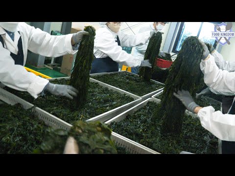 미역계의 명품! 한해 100톤이상 생산하는 기장미역 대량생산 / Overwhelming! Salted seaweed mass production factory