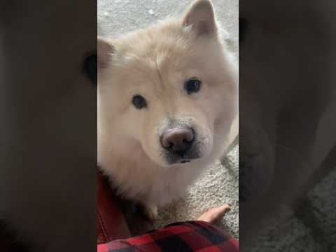 So…. Meet Roxy the Cow Chow ❤️