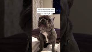 #dog #doglover #dogmom #pets #pet #petowner