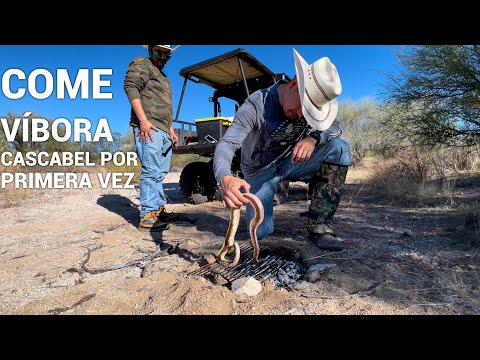 Encontramos Un Nido De Vibora Cascabel🐍