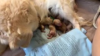 Adeline is delivering - Mother dog giving birth to puppies live.. Dog giving birth...
