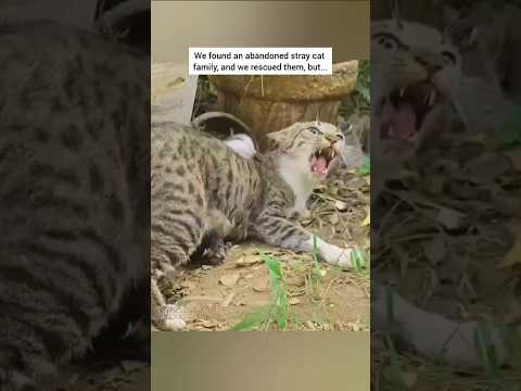 Rescue a abandoned stray family cat ❤...  #animalrescue #rescuecat #animalshorts