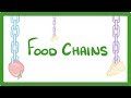 Exploring Food Chains and Predator-Prey Dynamics