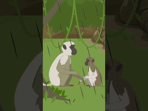 Sher Ki Thakaan | The Jungle Story | Cartoon | #junglestory