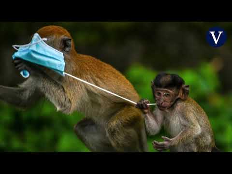 De macacos a cangrejos, las mascarillas amenazan la vida animal