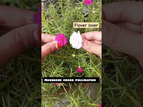 pink & white mossrose cross pollination 🤍💗....#youtubeshorts #trending