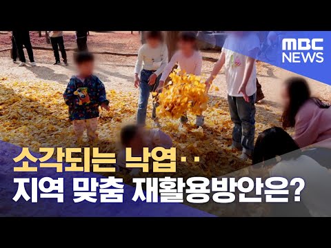 소각되는 낙엽‥ 지역 맞춤 재활용방안은? (2023.10.31/뉴스데스크/춘천MBC)